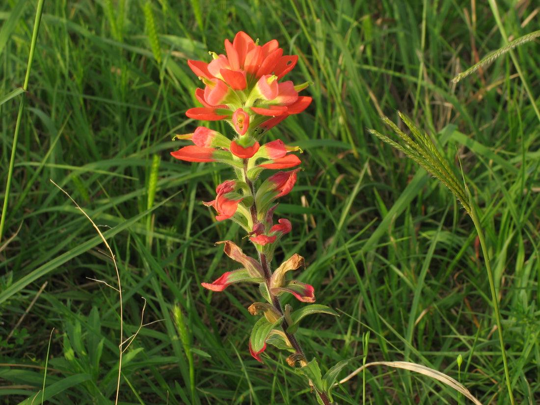 Castilleja Indivisa flower seeds
