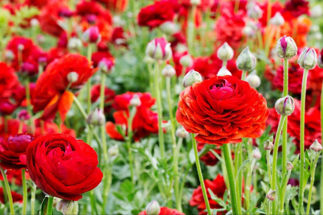 Red Ranunculus flower seeds