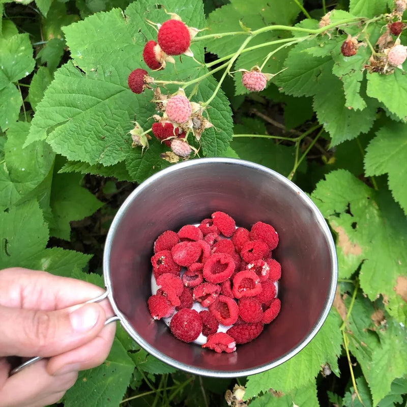 Thimbleberry Fruit Seeds for Planting – Heirloom Non-GMO Garden Seeds