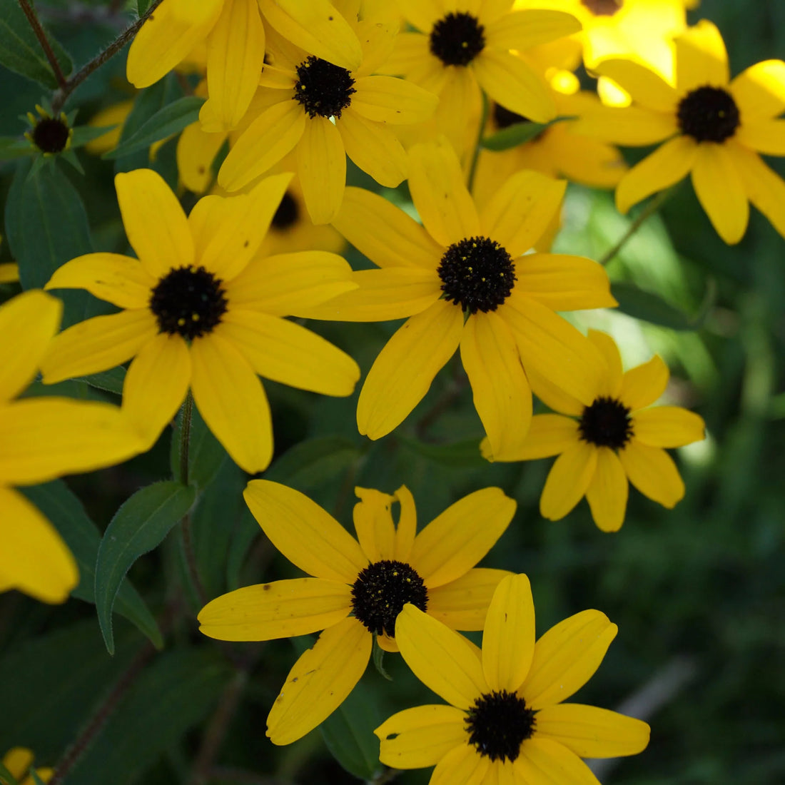 Rudbeckia Triloba flower seeds