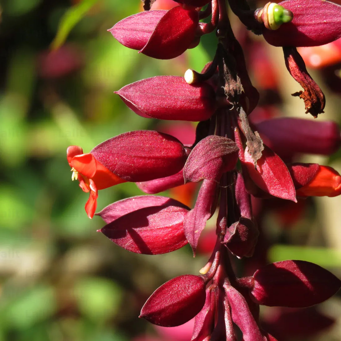 Thunbergia Coccinea flower seeds