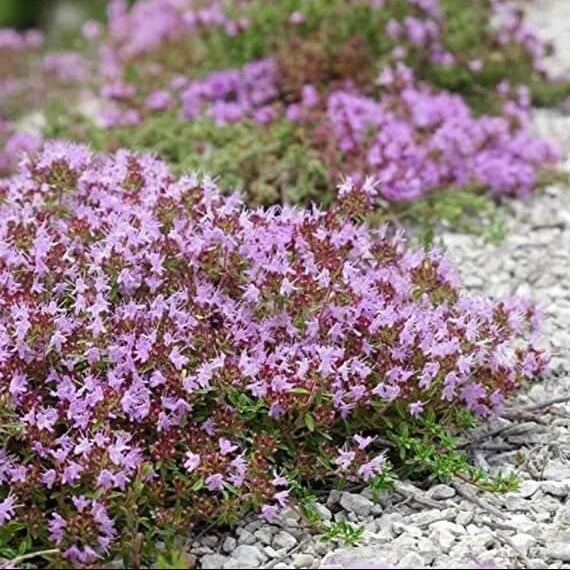Creeping Thyme plant