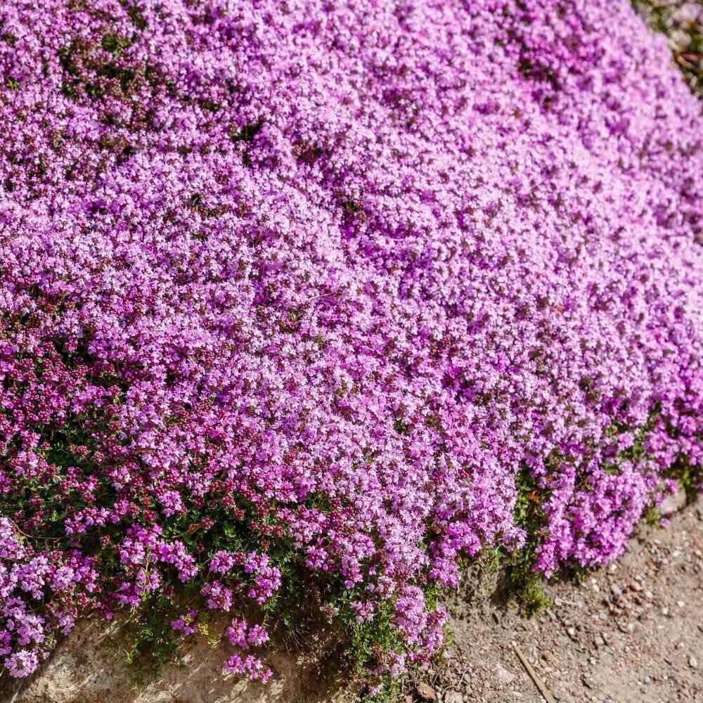 Creeping Thyme plant