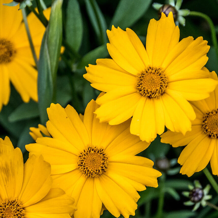 Bright Tickseed plant