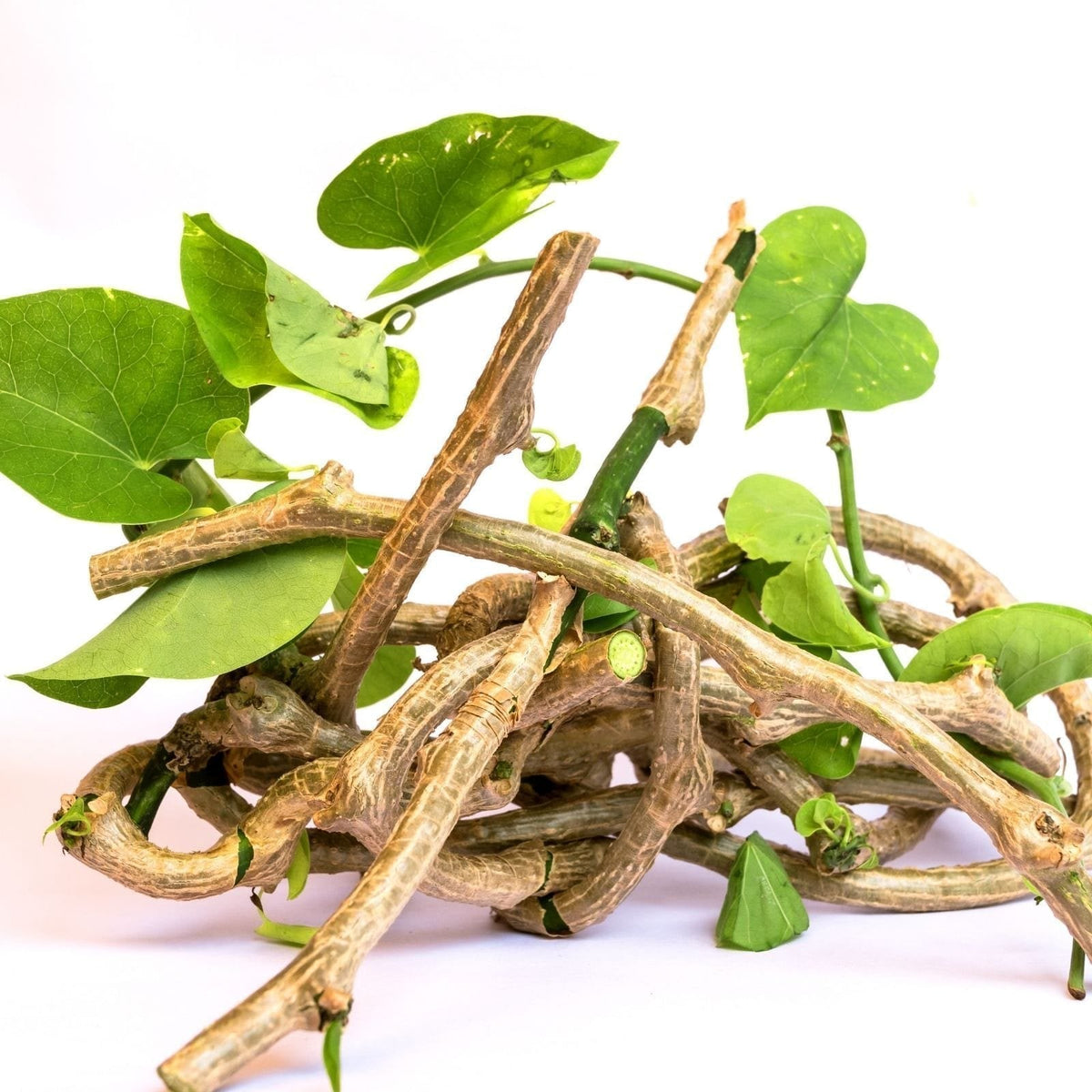 Tinospora plant