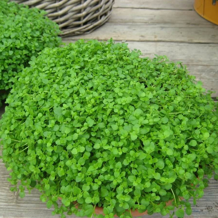 Mint Ground Cover plant
