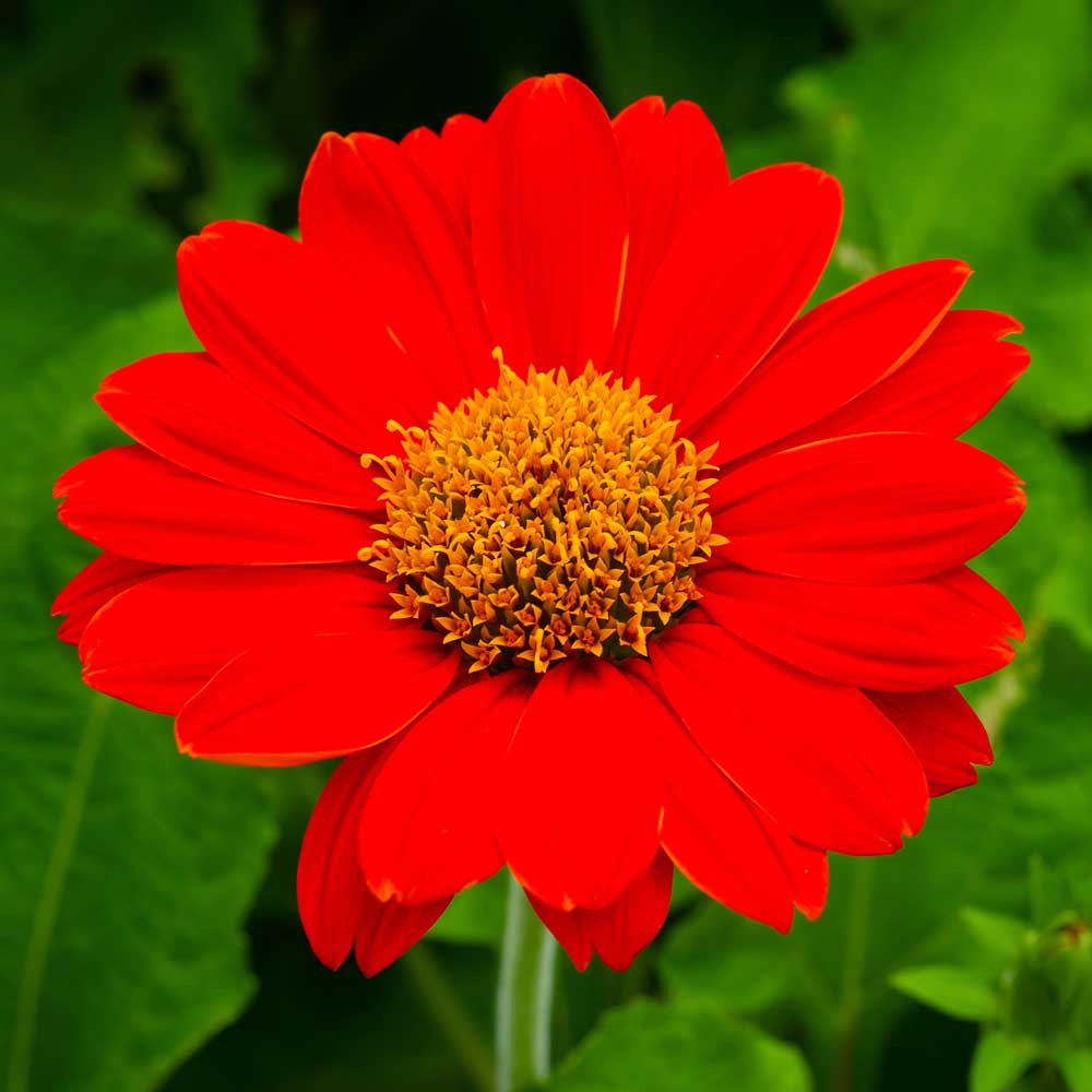 Mexican Sunflower flower seeds