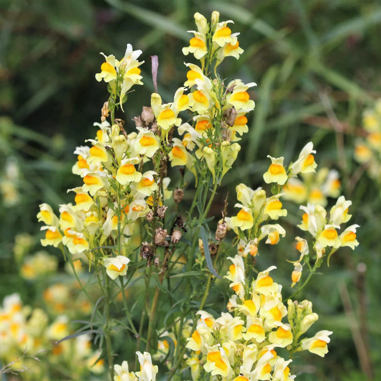 & Eggs Toadflax plant