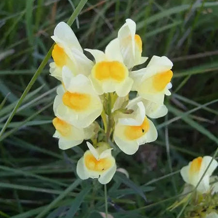 & Eggs Toadflax plant