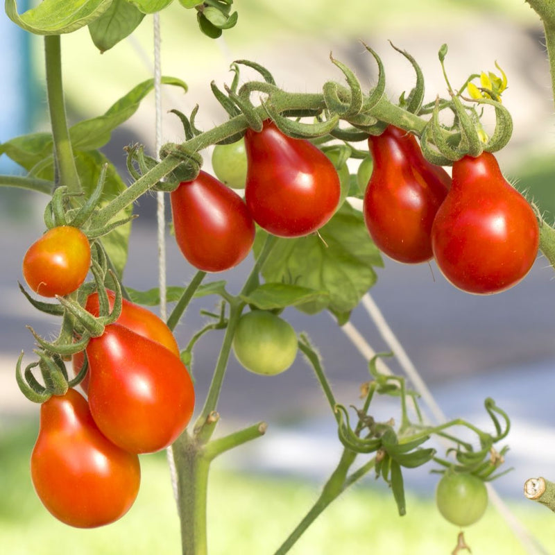 Red Pear Tomato Seeds for Planting – Heirloom Non-GMO Garden Seeds