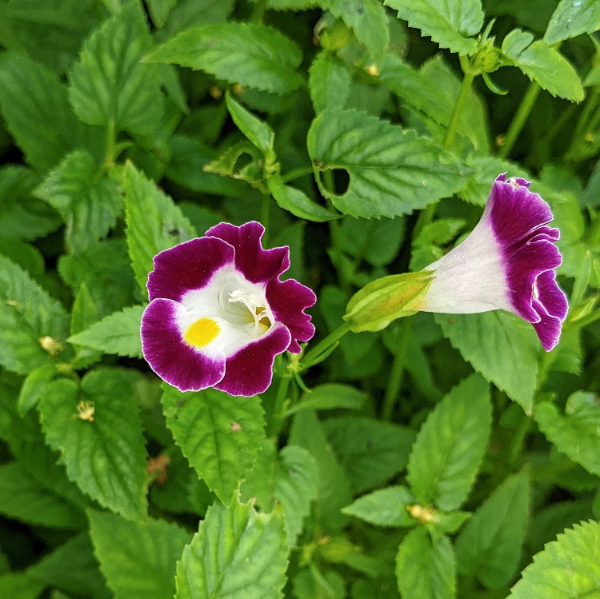 Fournieri Torenia plant
