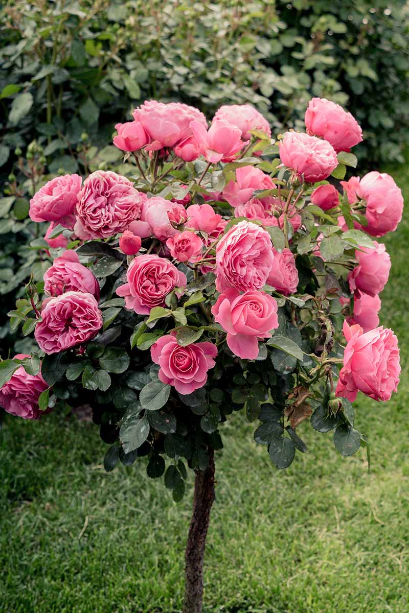 Rose Tree flower seeds