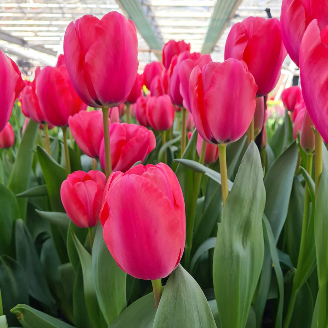 Barcelona Tulip plant