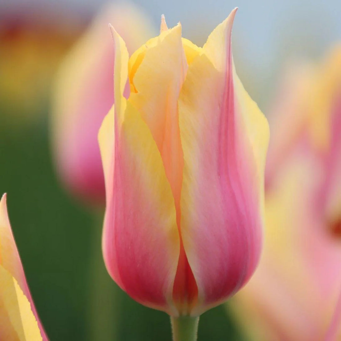 Pink Yellow flower seeds