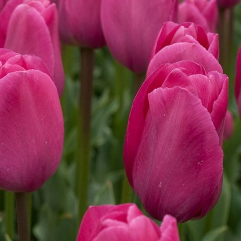 Barcelona Tulip plant