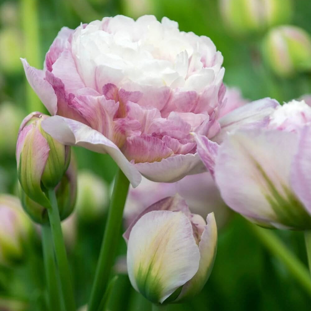 and White Tulip plant