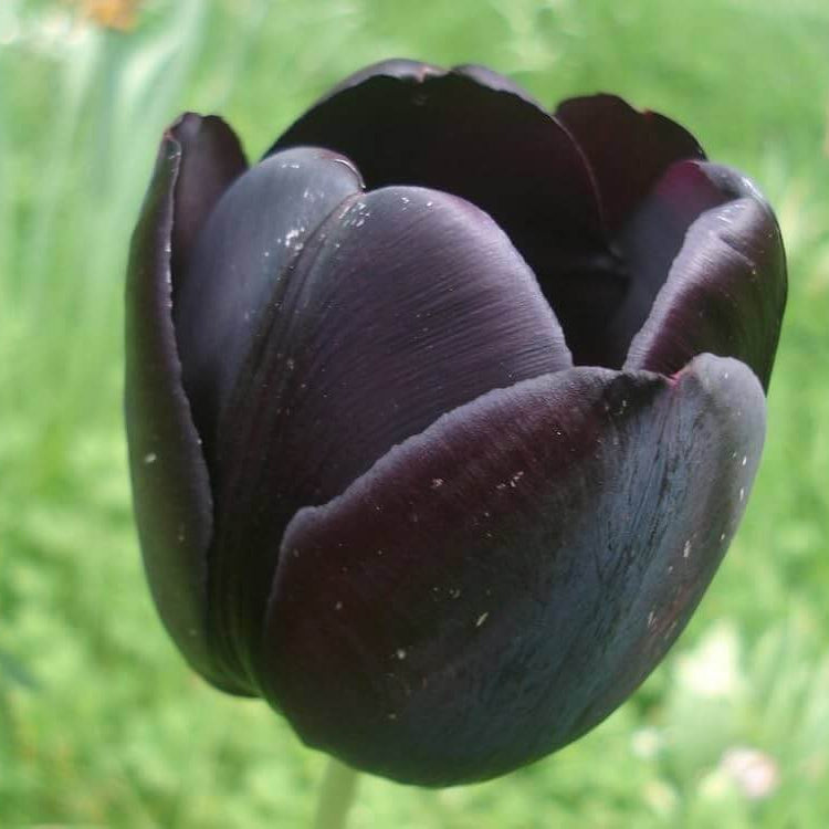 Black Tulip plant