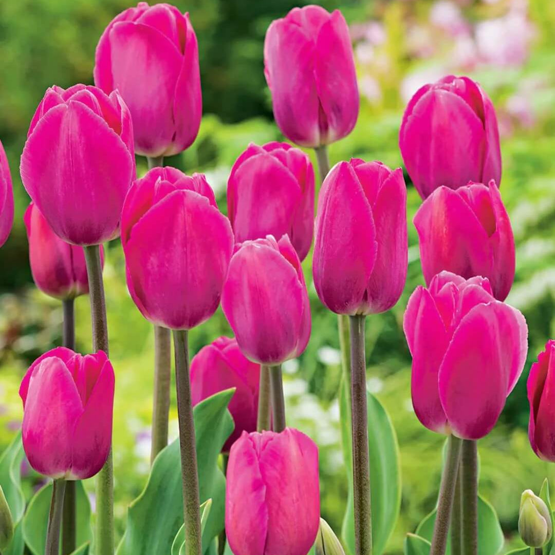 Barcelona Tulip plant