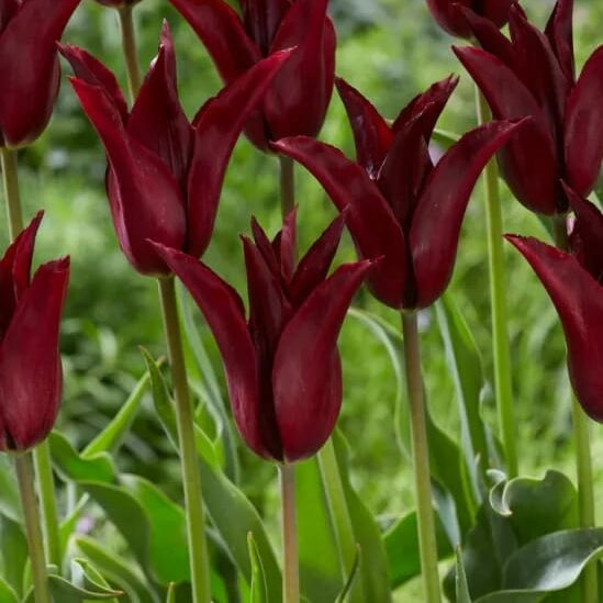 Burgundy Tulip plant
