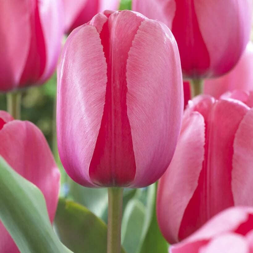 Pale Pink Tulip plant