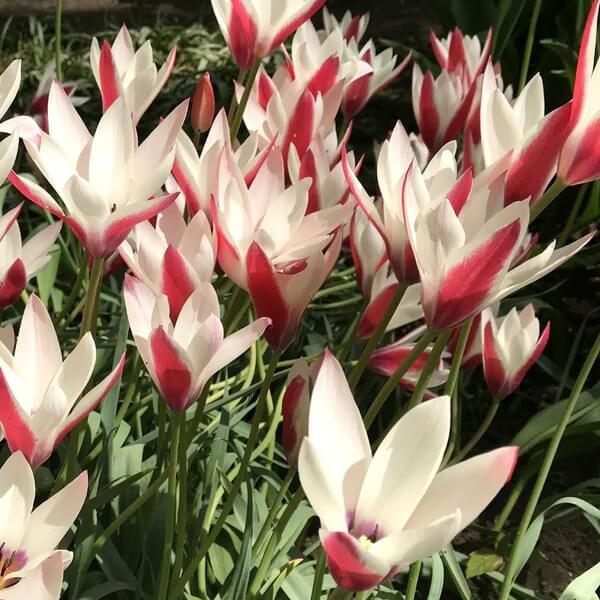 Peppermint Stick Tulip plant