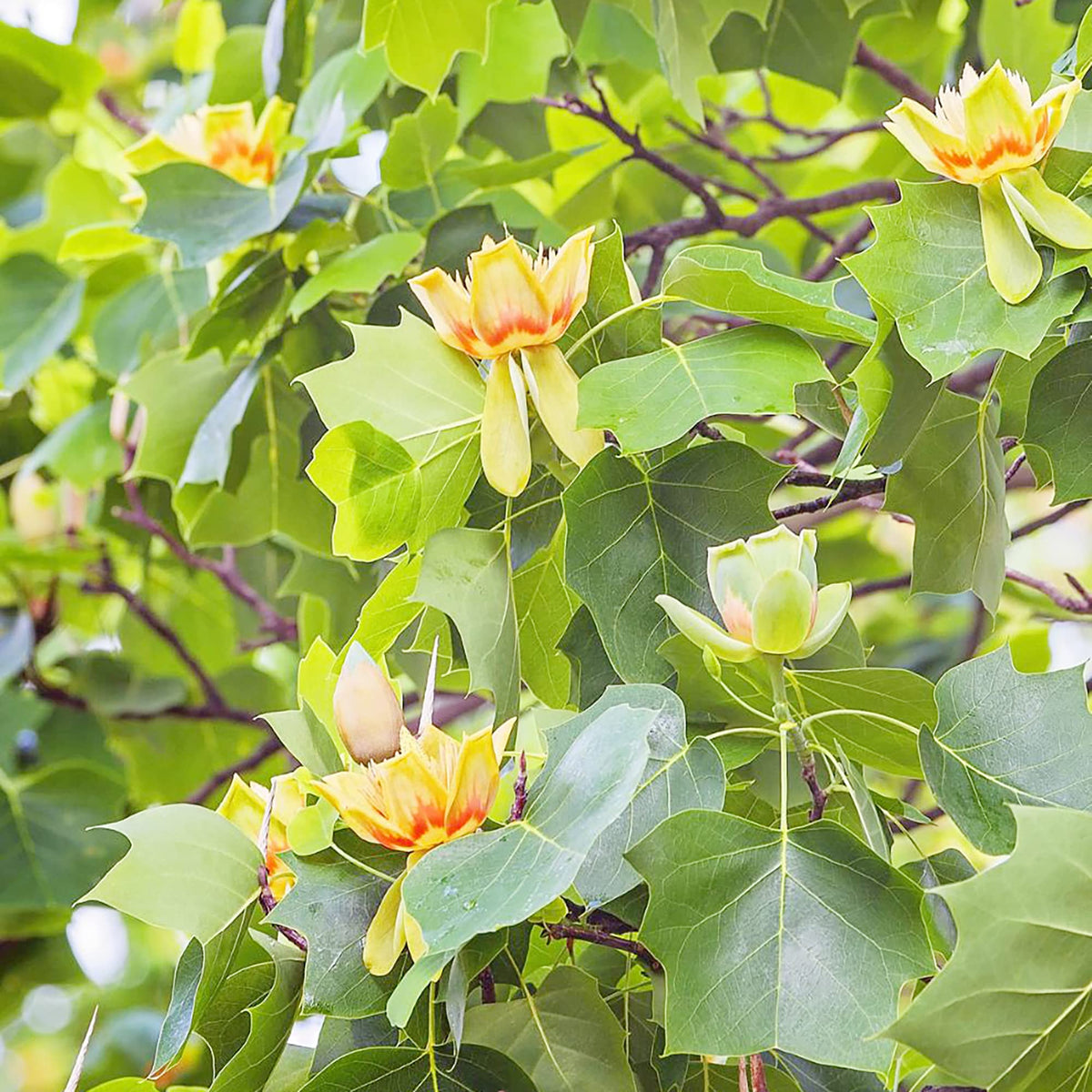 Shade Tulip Tree plant