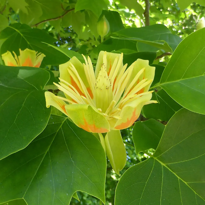 Shade Tulip Tree plant