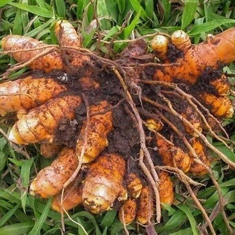 Root Turmeric plant