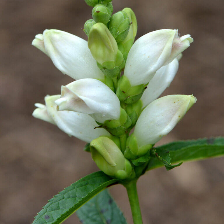 Chelone glabra Turtlehead plant