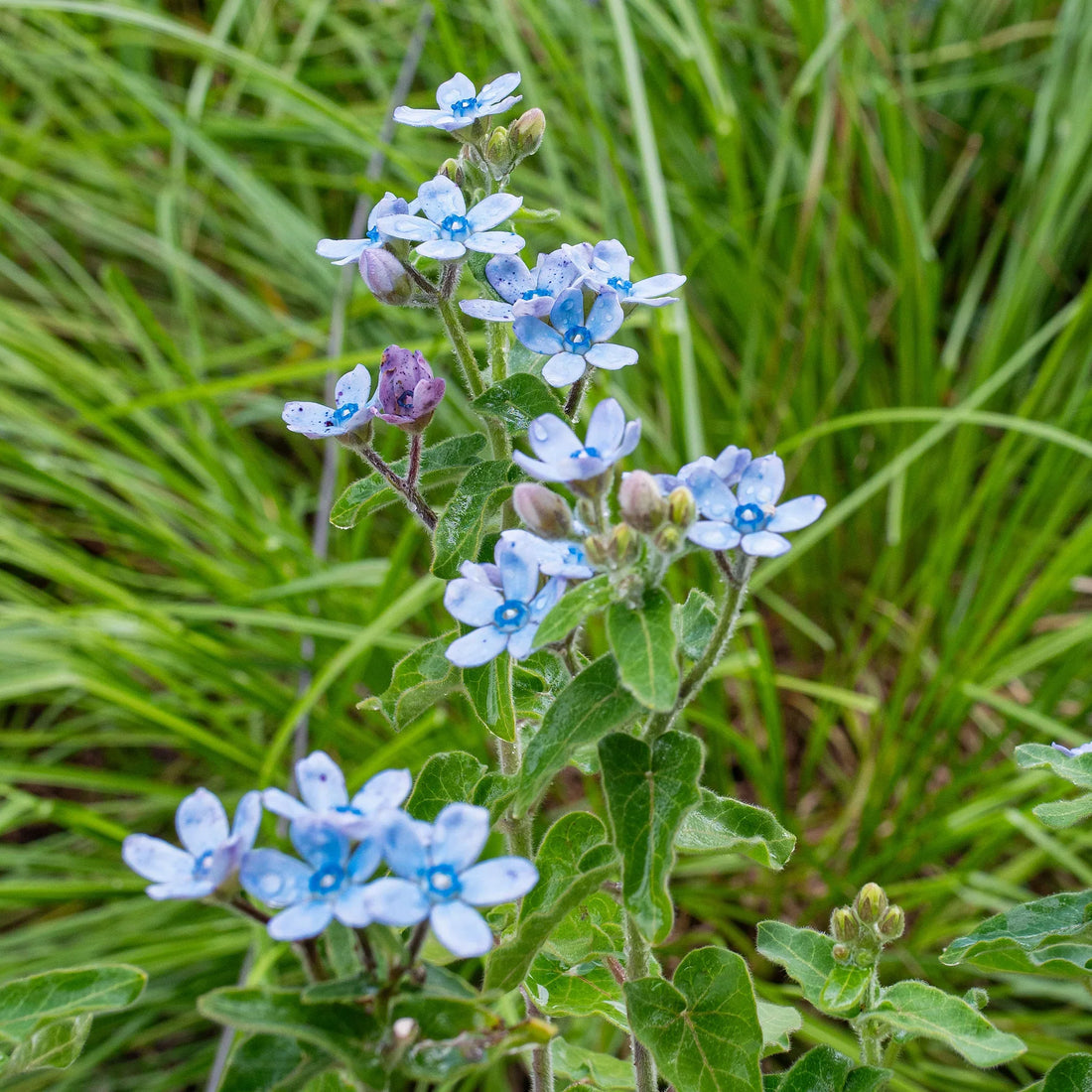 Tweedia flower seeds