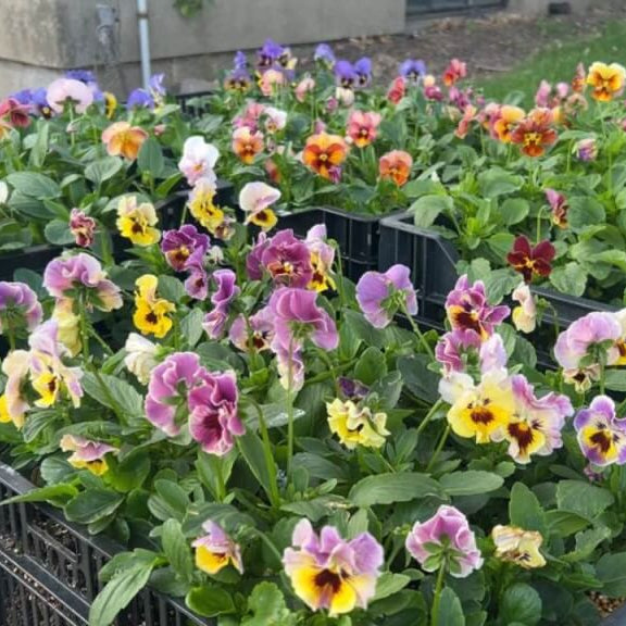 Cottage Essential Pansy plant