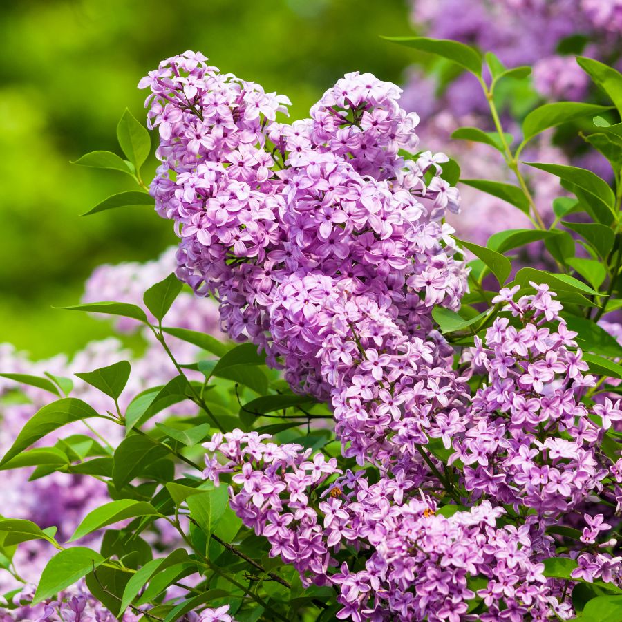Lilac flower seeds