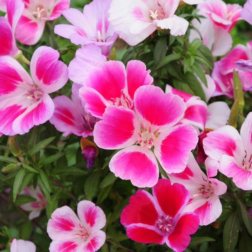 Godetia flower seeds