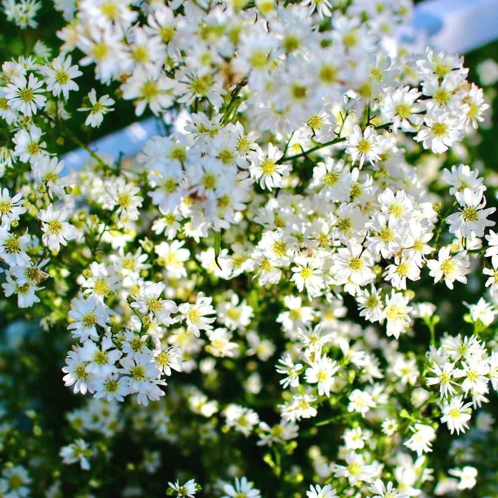 White Gypsophila flower seeds