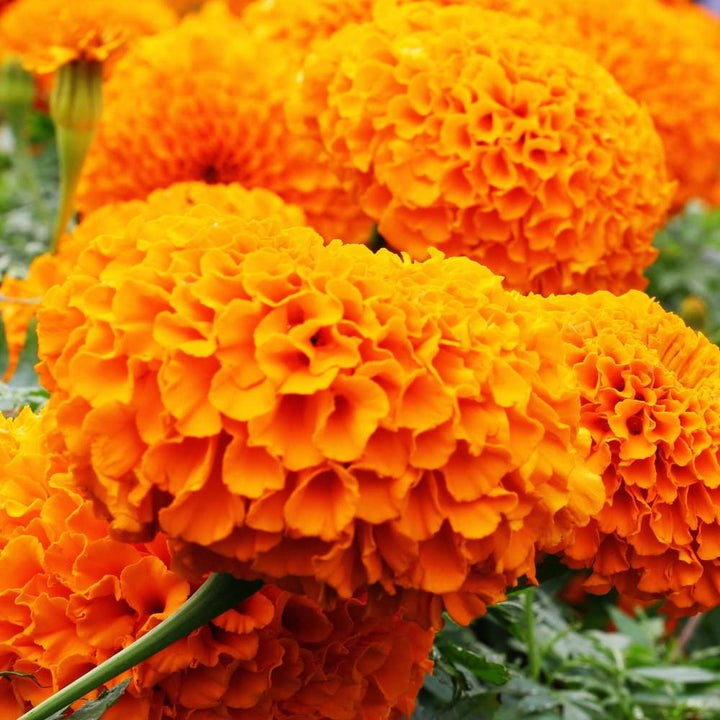 Dark Orange flower seeds