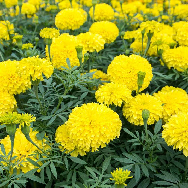 Yellow Marigold flower seeds