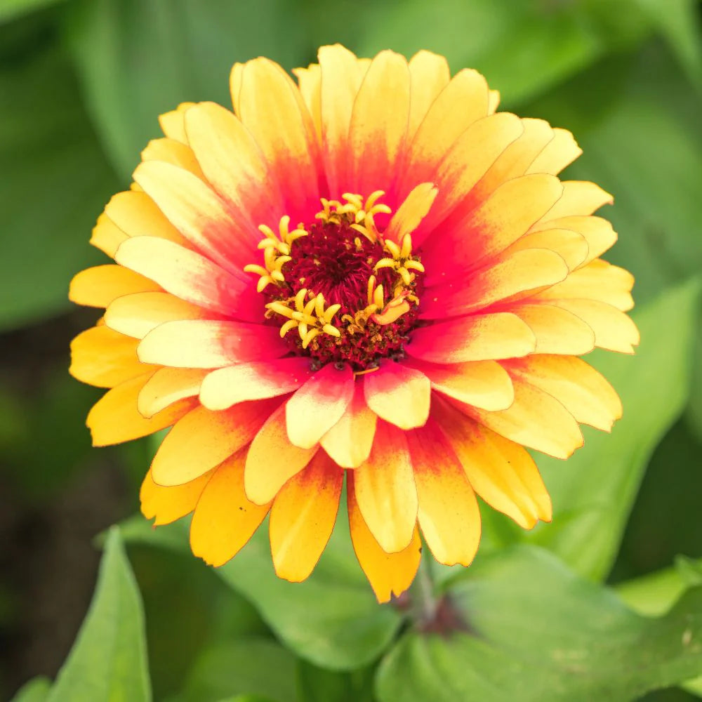 Yellow Red flower seeds