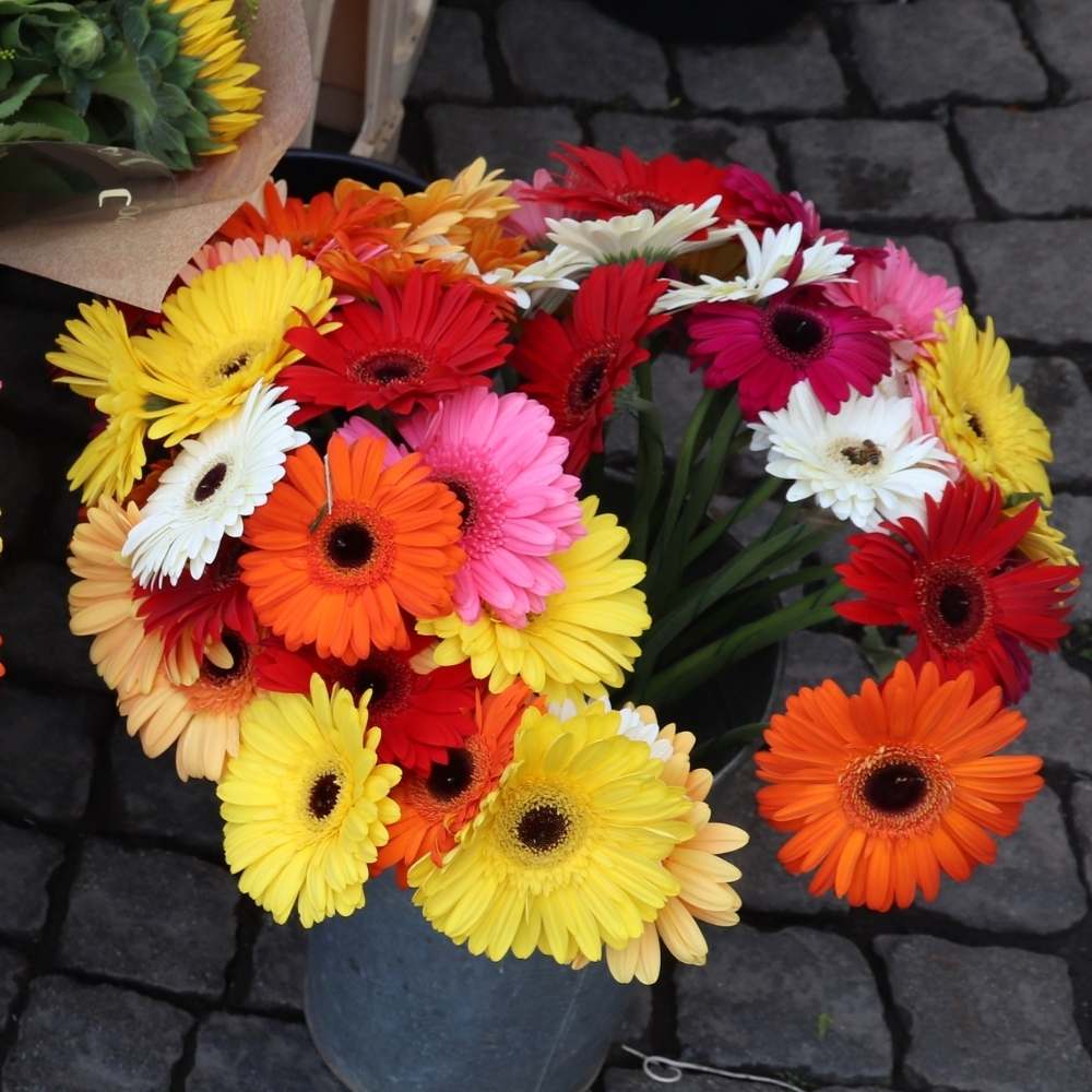Gerbera flower seeds