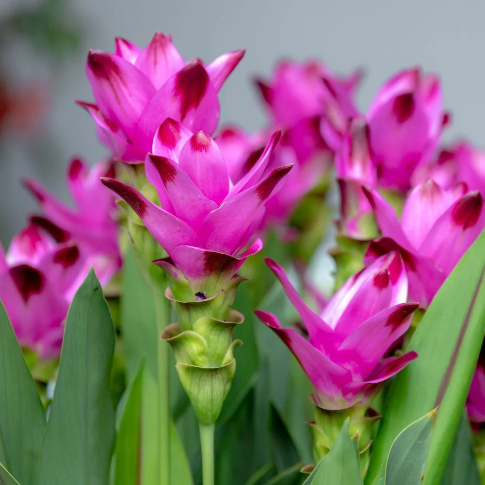 Pink Curcuma flower seeds