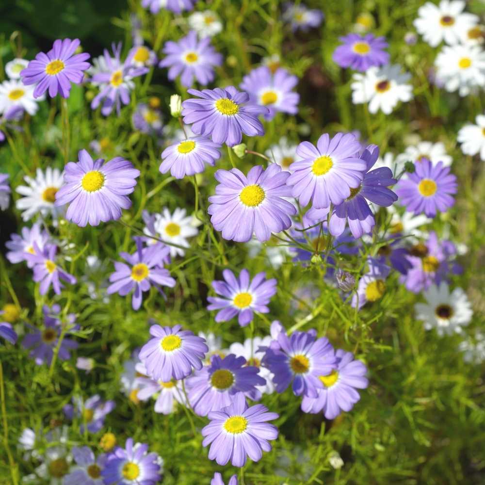 Brachyscome flower seeds
