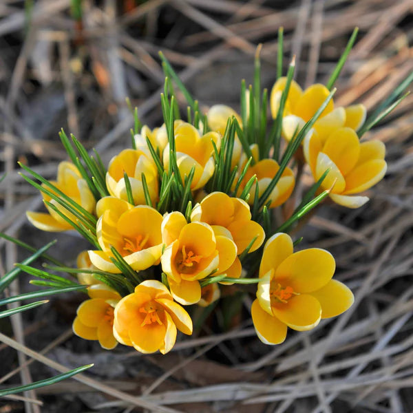 Yellow Crocus flower seeds