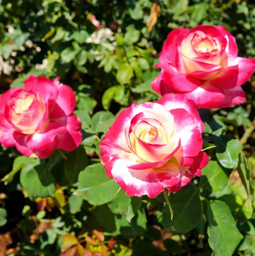 Sorbet Rose flower seeds
