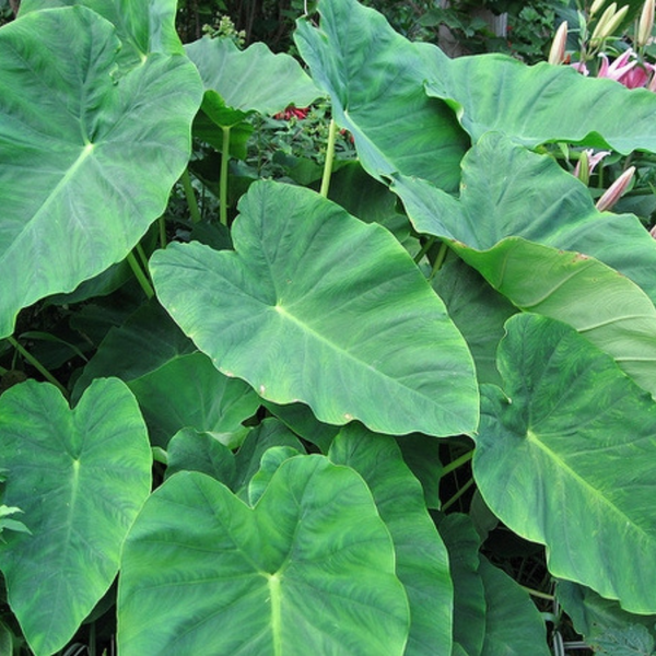 Colocasia flower seeds