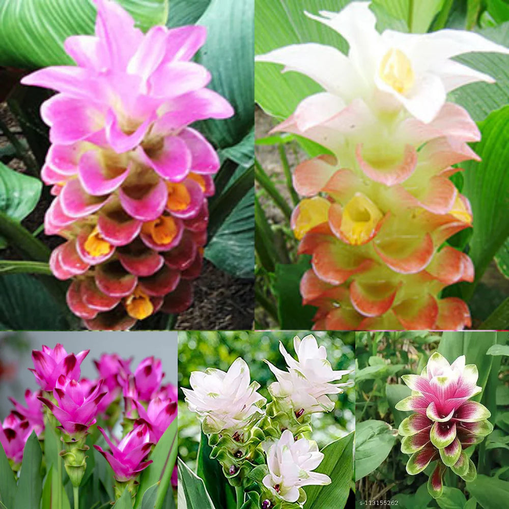 Curcuma flower seeds