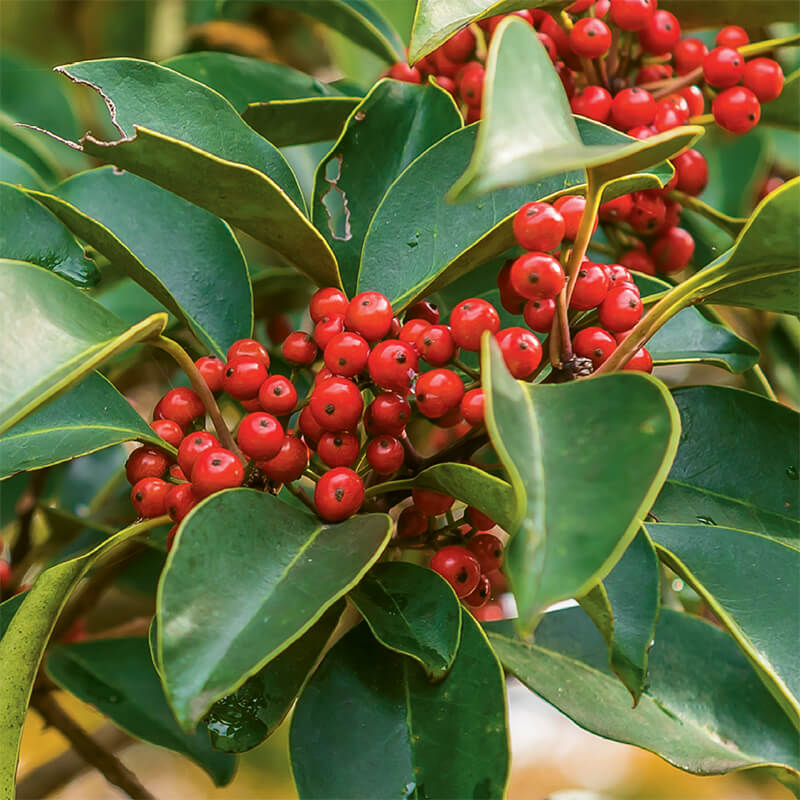 Upright Yaupon Holly plant