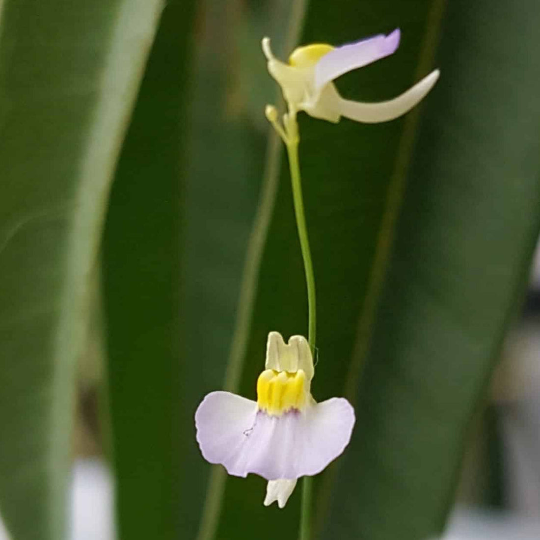 White Utricularia flower seeds