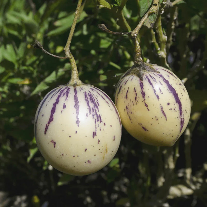 White Purple Pepino Melon Fruit Seeds for Planting – Heirloom Non-GMO Garden Seeds