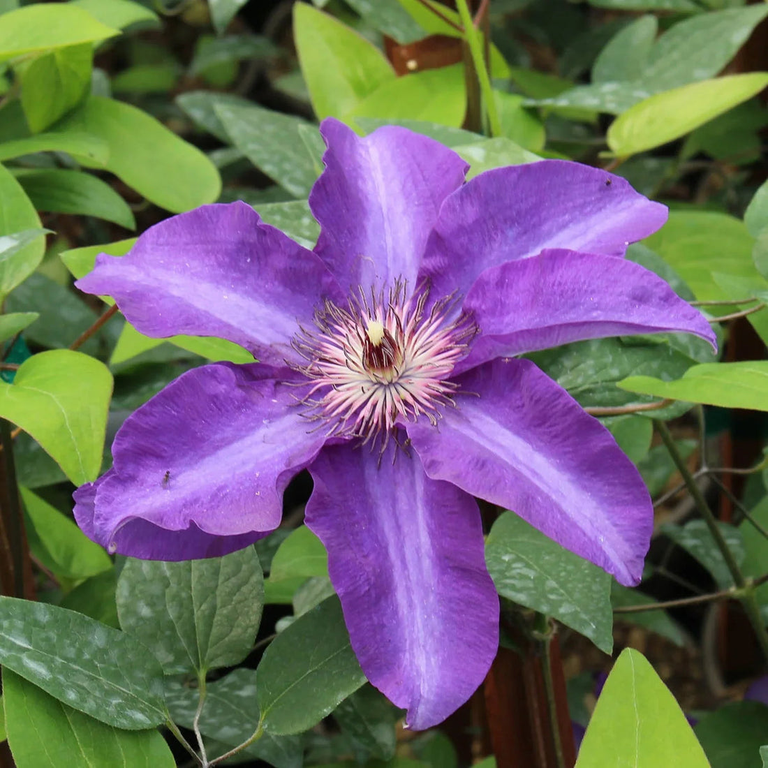 Lavender Clematis flower seeds