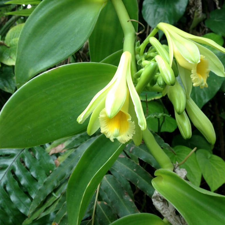 Exotic Bean Vanilla plant