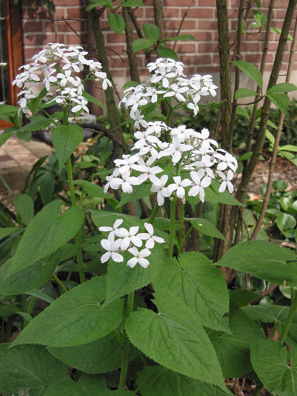 White Lunaria flower seeds